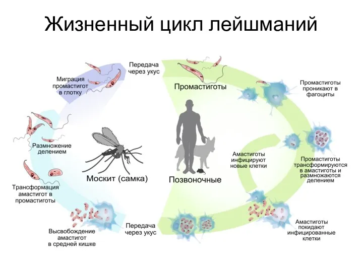 Жизненный цикл лейшманий