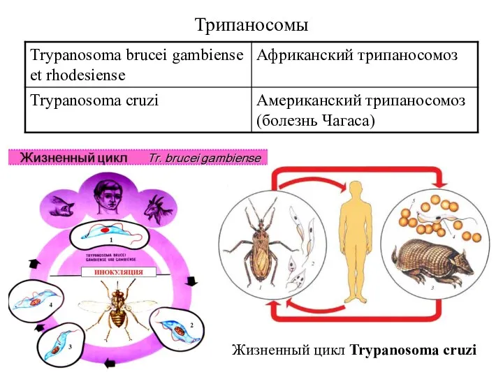 Трипаносомы Жизненный цикл Trypanosoma cruzi