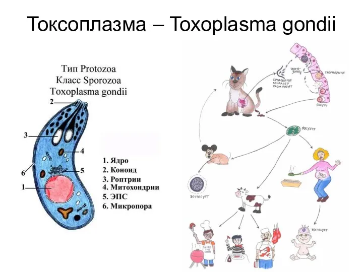 Токсоплазма – Toxoplasma gondii