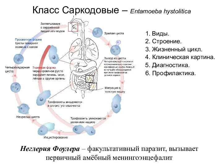 Класс Саркодовые – Entamoeba hystolitica Неглерия Фоулера – факультативный паразит,