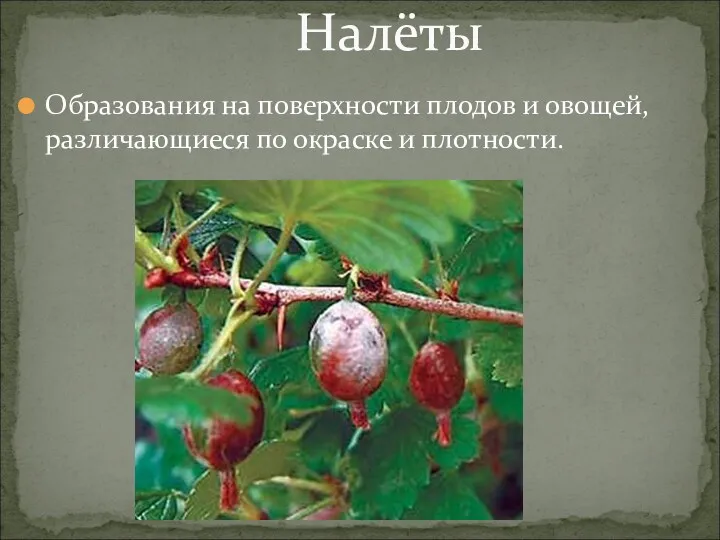 Образования на поверхности плодов и овощей, различающиеся по окраске и плотности. Налёты