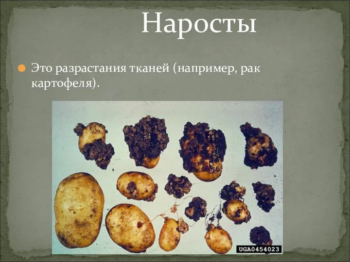 Это разрастания тканей (например, рак картофеля). Наросты