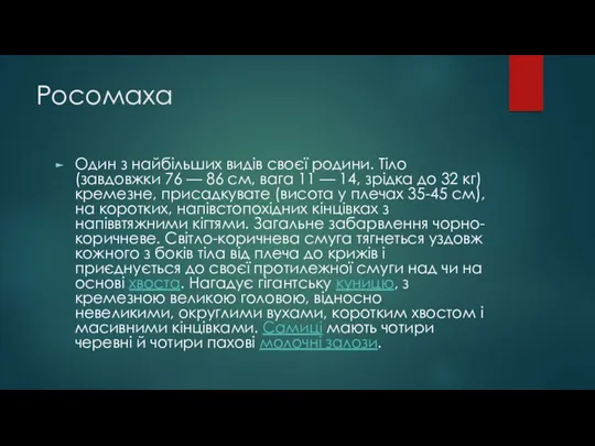 Росомаха Один з найбільших видів своєї родини. Тіло (завдовжки 76