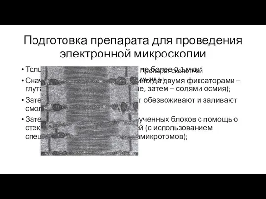 Подготовка препарата для проведения электронной микроскопии Толщина изучаемых объектов –