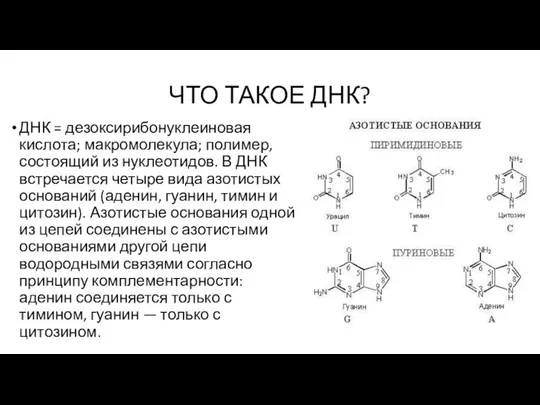 ЧТО ТАКОЕ ДНК? ДНК = дезоксирибонуклеиновая кислота; макромолекула; полимер, состоящий