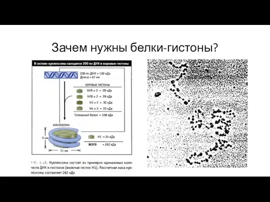 Зачем нужны белки-гистоны?