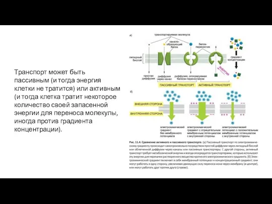 Транспорт может быть пассивным (и тогда энергия клетки не тратится)