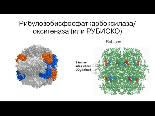 Рибулозобисфосфаткарбоксилаза/ оксигеназа (или РУБИСКО)