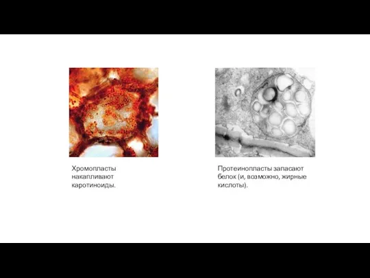 Хромопласты накапливают каротиноиды. Протеинопласты запасают белок (и, возможно, жирные кислоты).