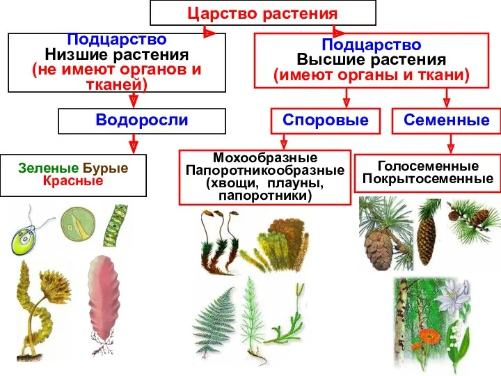 Царство растения Подцарство Низшие растения (не имеют органов и тканей)