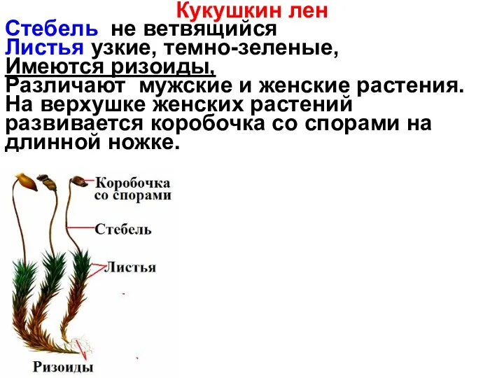 Кукушкин лен Стебель не ветвящийся Листья узкие, темно-зеленые, Имеются ризоиды,