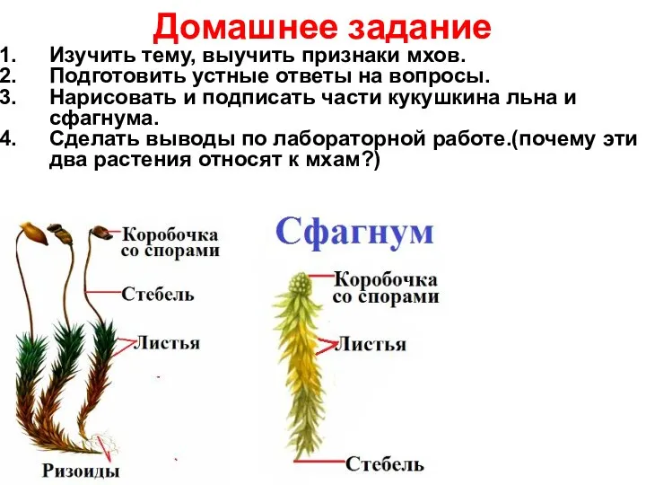 Домашнее задание Изучить тему, выучить признаки мхов. Подготовить устные ответы