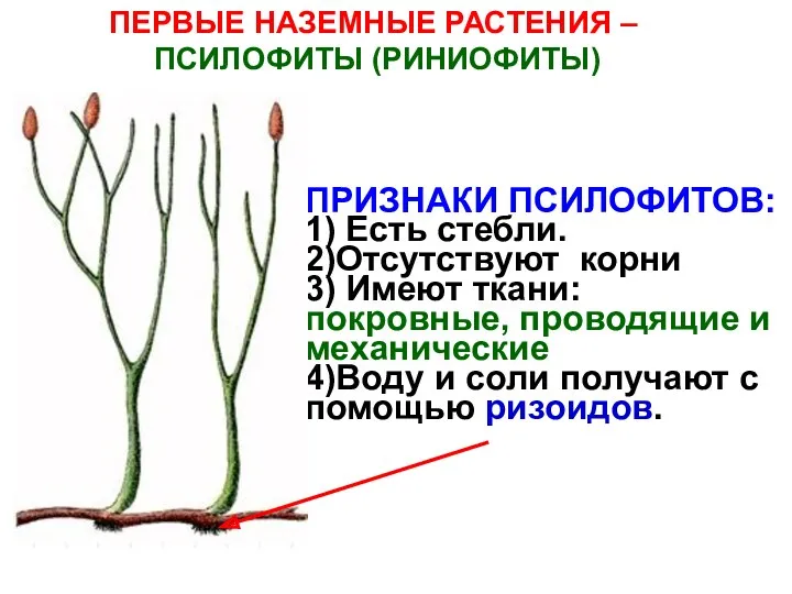 ПРИЗНАКИ ПСИЛОФИТОВ: 1) Есть стебли. 2)Отсутствуют корни 3) Имеют ткани: