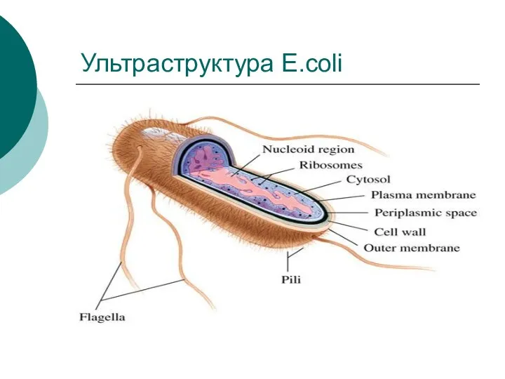 Ультраструктура E.coli