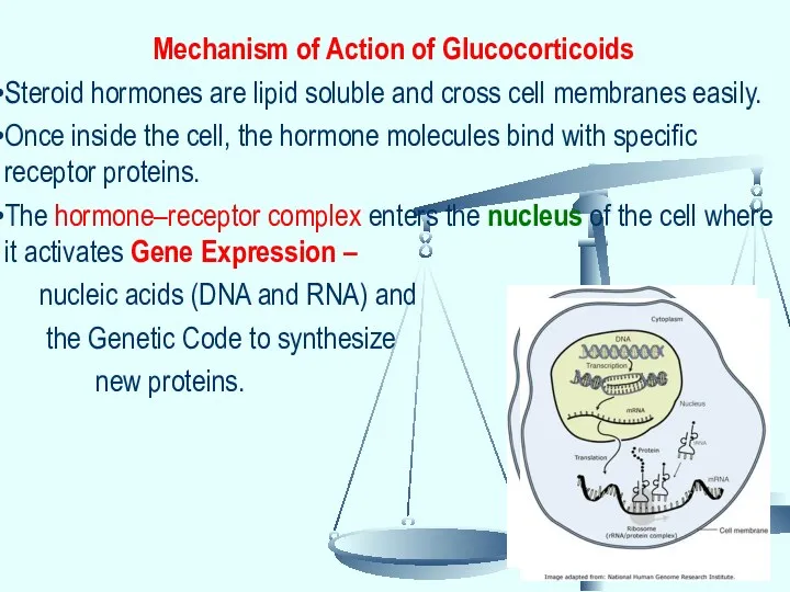 Mechanism of Action of Glucocorticoids Steroid hormones are lipid soluble and cross cell
