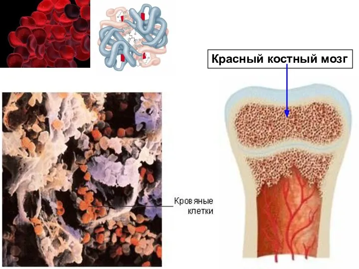 Красный костный мозг