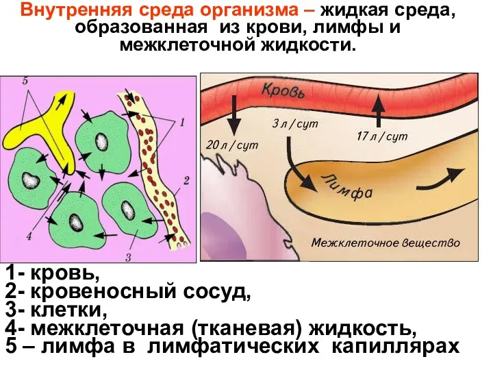 Внутренняя среда организма – жидкая среда, образованная из крови, лимфы