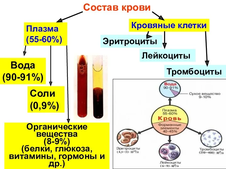 Состав крови Плазма (55-60%) Кровяные клетки Эритроциты Лейкоциты Тромбоциты Вода