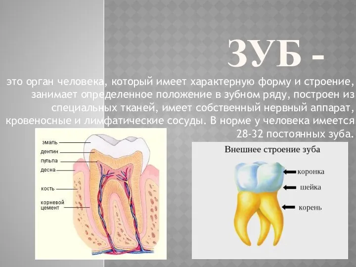 ЗУБ - это орган человека, который имеет характерную форму и