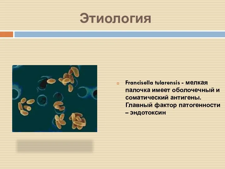 Этиология Francisella tularensis - мелкая палочка имеет оболочечный и соматический антигены. Главный фактор патогенности – эндотоксин