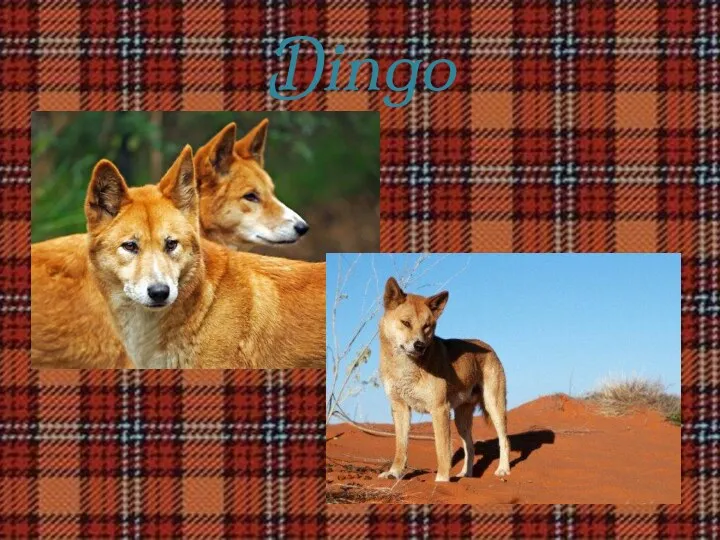 Dingo