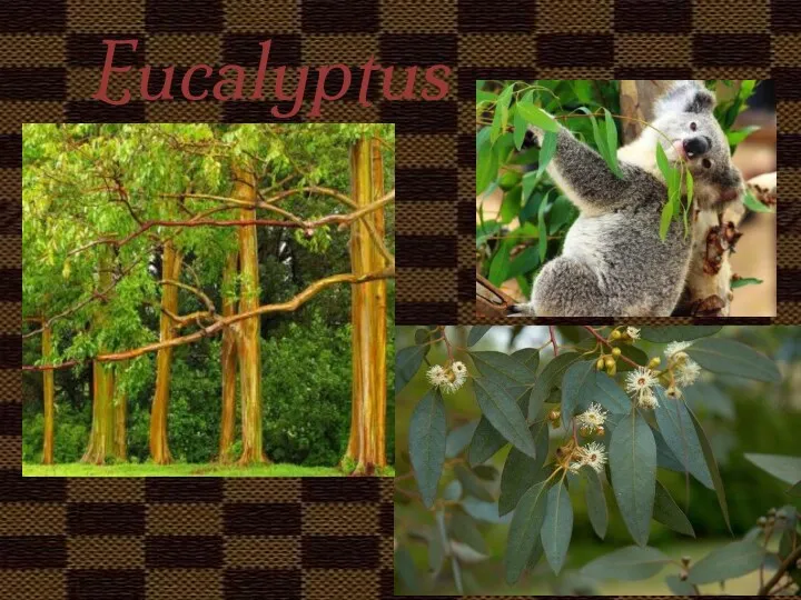 Eucalyptus