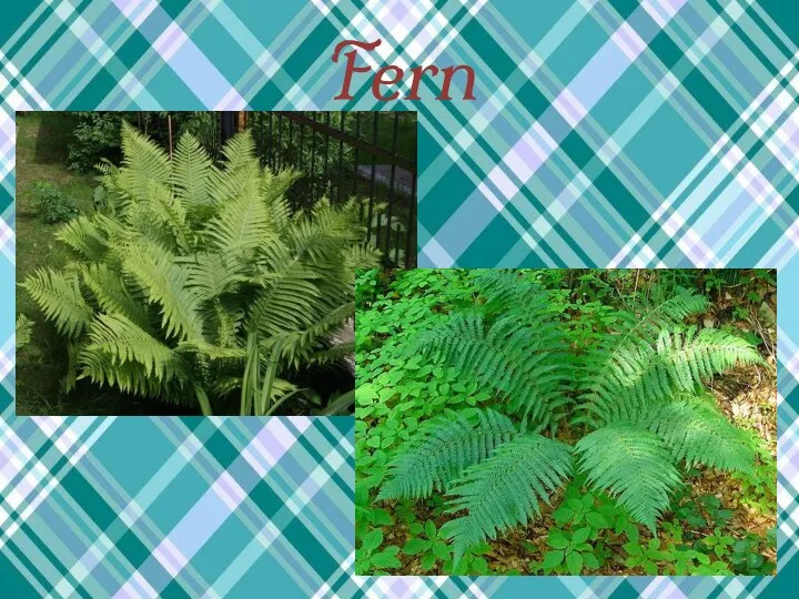 Fern