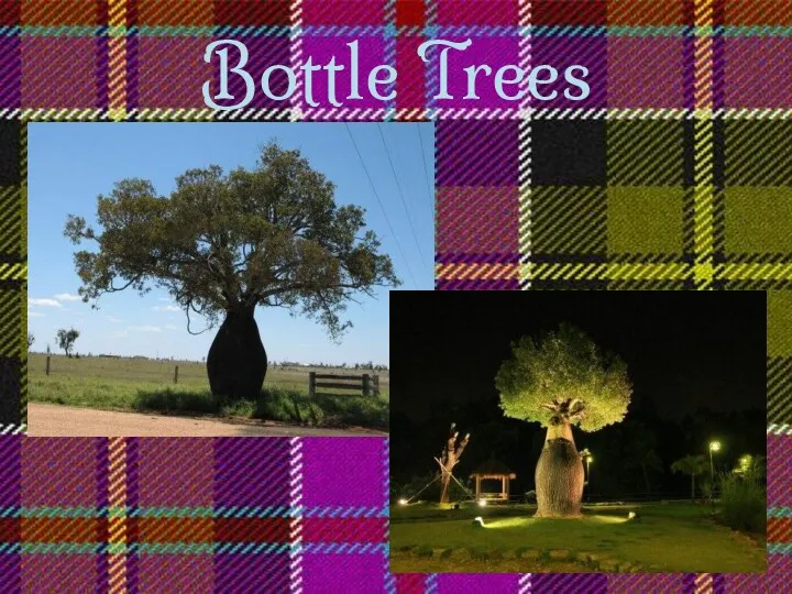 Bottle Trees