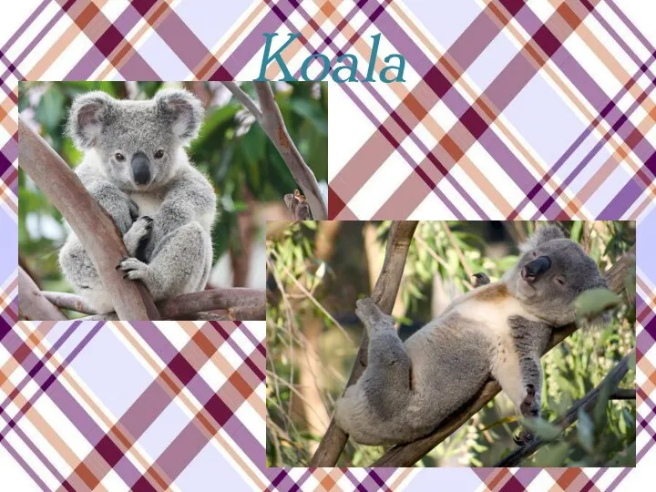 Koala