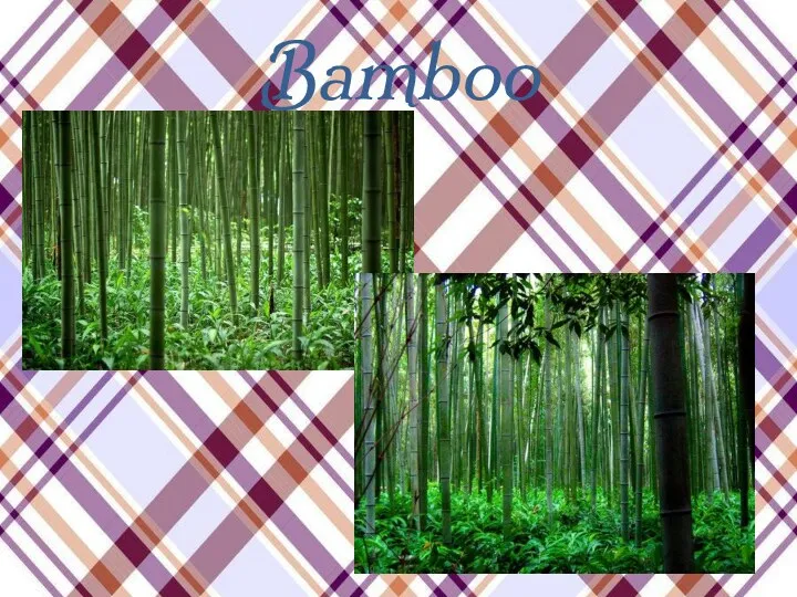 Bamboo