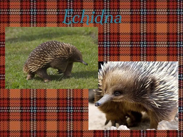 Echidna