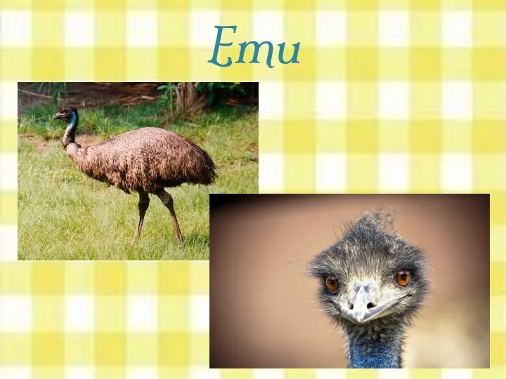 Emu