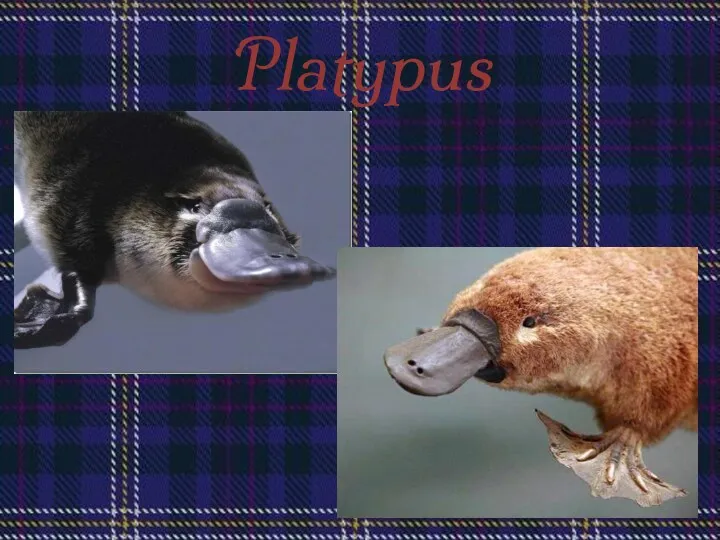 Platypus