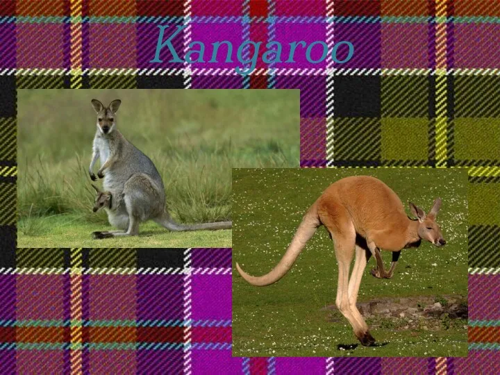 Kangaroo