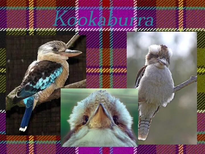 Kookaburra