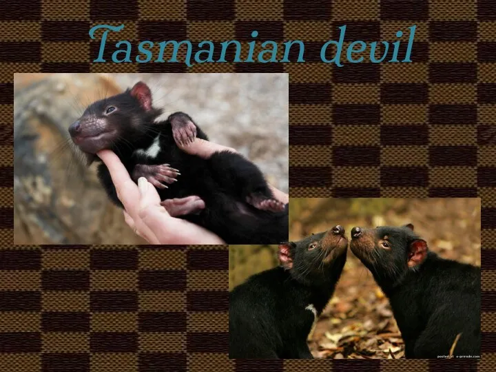 Tasmanian devil