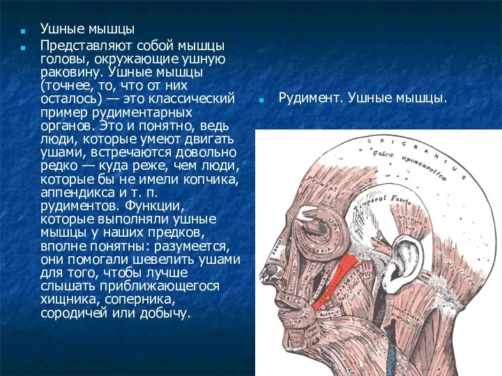 Ушные мышцы Представляют собой мышцы головы, окружающие ушную раковину. Ушные