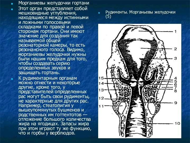 Морганиевы желудочки гортани Этот орган представляет собой мешковидные углубления, находящиеся