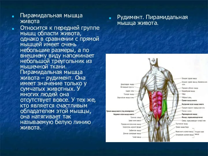 Пирамидальная мышца живота Относится к передней группе мышц области живота,