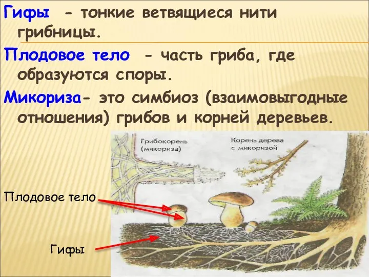 Гифы - тонкие ветвящиеся нити грибницы. Плодовое тело - часть гриба, где образуются