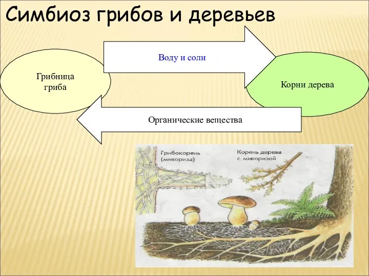 Симбиоз грибов и деревьев Грибница гриба Корни дерева Воду и соли Органические вещества