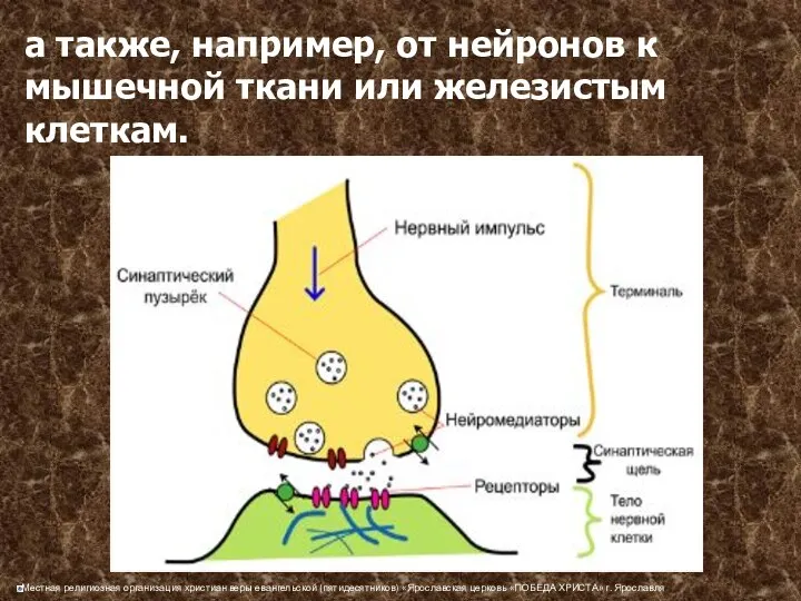 а также, например, от нейронов к мышечной ткани или железистым клеткам.