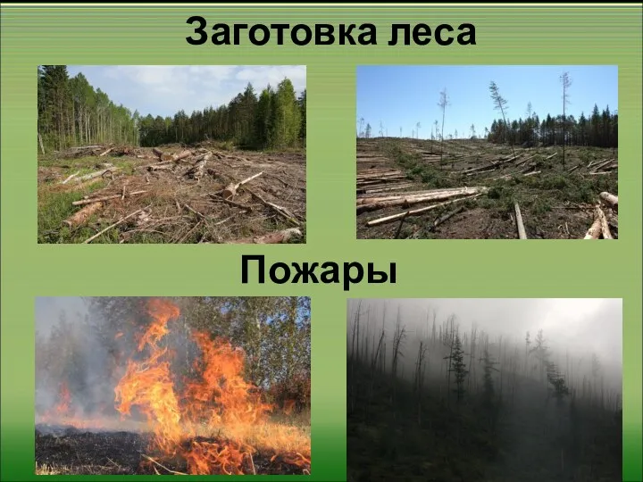 Заготовка леса Пожары