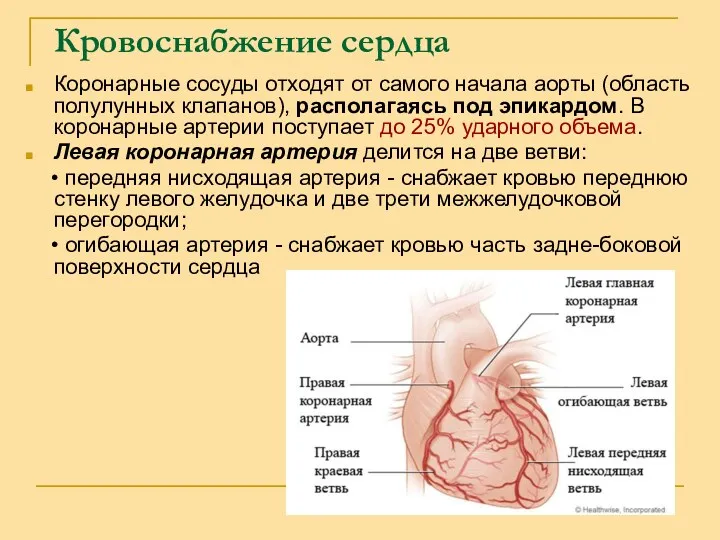 Кровоснабжение сердца Коронарные сосуды отходят от самого начала аорты (область
