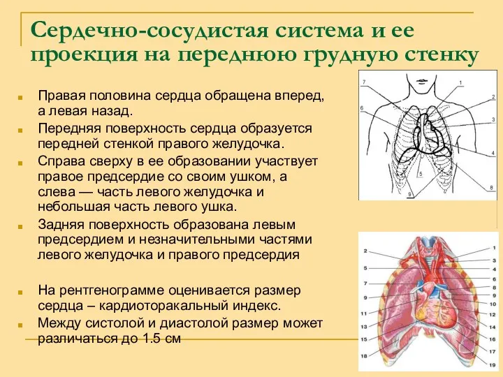 Правая половина сердца обращена вперед, а левая назад. Передняя поверхность