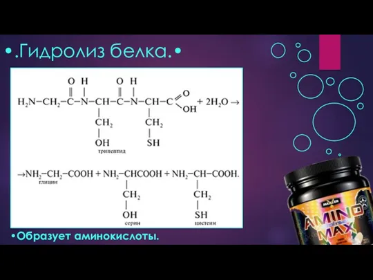•.Гидролиз белка.• •Образует аминокислоты.