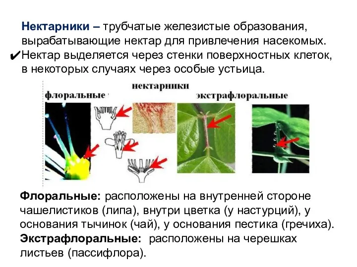Нектарники – трубчатые железистые образования, вырабатывающие нектар для привлечения насекомых.