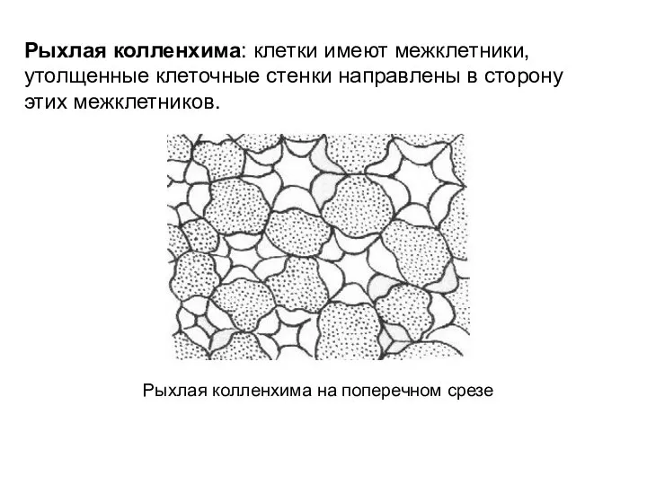 Рыхлая колленхима: клетки имеют межклетники, утолщенные клеточные стенки направлены в сторону этих межклетников.