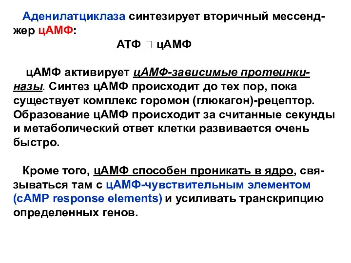 Аденилатциклаза синтезирует вторичный мессенд- жер цАМФ: АТФ ? цАМФ цАМФ