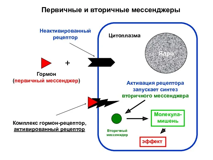 Первичные и вторичные мессенджеры Ядро Цитоплазма + Гормон (первичный мессенджер)